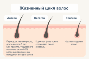 Схема жизненного цикла волос: анаген, катаген, телоген