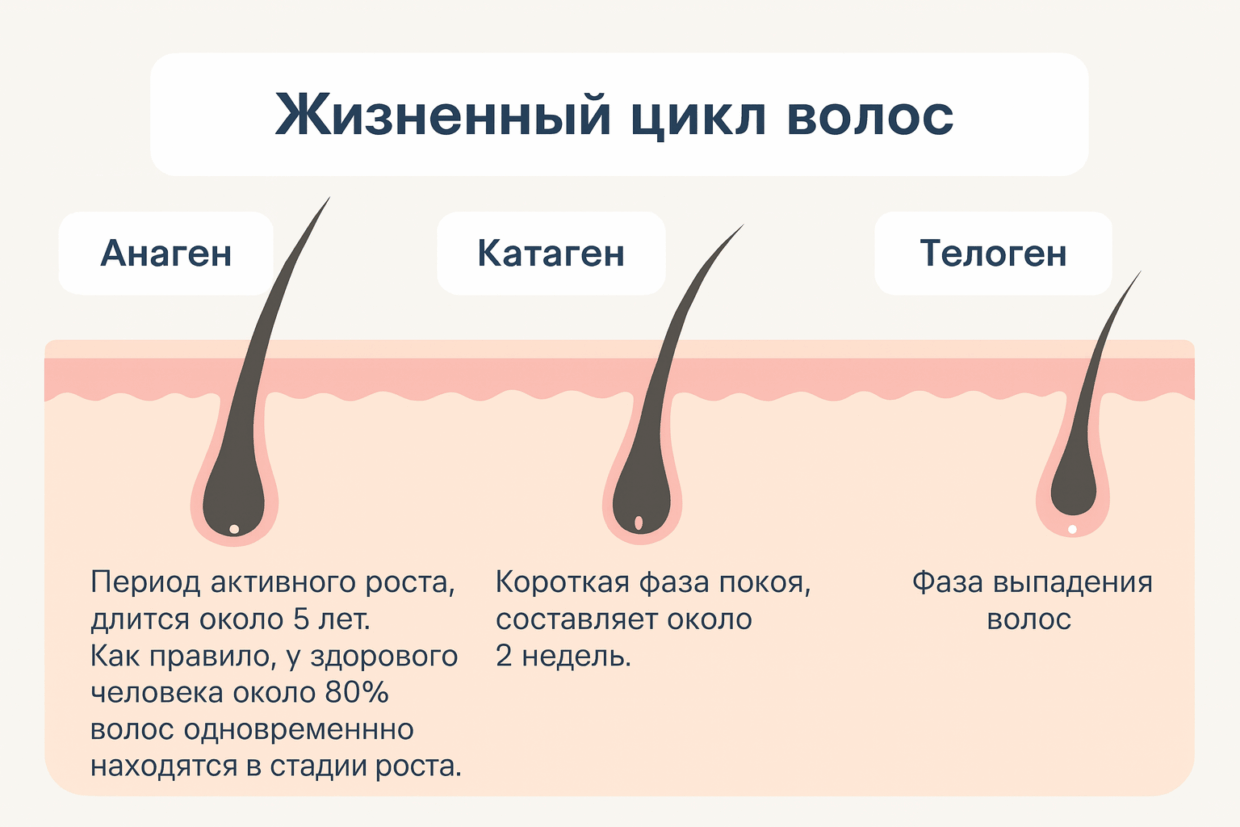 Схема жизненного цикла волос: анаген, катаген, телоген
