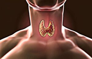 Иллюстрация расположения и строения щитовидной железы